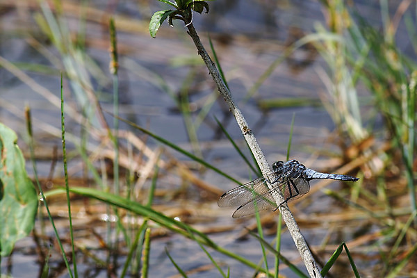 포토 JPG 해외이미지 식물 동물 야생동물 곤충 잎 날개 자연 갈대 사람없음 야외 초록색 물 여름 봄 잠자리 습지 날씬함 해외202004 해외포토 자연요소 계절 컬러 몸매 생태계 파일형식 이미지허브