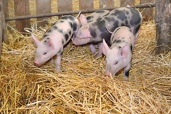 포토 JPG 해외이미지 동물 응시 행복 음식 분홍색 밭 농업 포유류 자연 돼지고기 3 사람 사람없음 여름 반려동물 농장 펜 머리 카메라 가축 의사 아기 돼지 그룹 질병 작음 귀 주둥이 수의사 외양간 밭일 백신 항생제 해외202004 해외포토 시선 계절 감정 산업 컬러 의학 육류 신체부위 전자제품 필기구 약 의료진 크기 생태계 파일형식 이미지허브