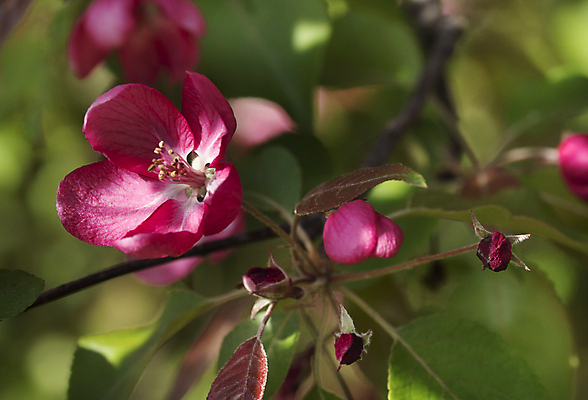 포토 JPG 해외이미지 나무 계절 꽃잎 꽃 분홍색 잎 과일 자연 사람없음 빨간색 정원 봄 성장 벚꽃 나뭇가지 개화 체리 사과 과수원 해외202004 해외포토 식물 컬러 농업 생태계 파일형식 이미지허브