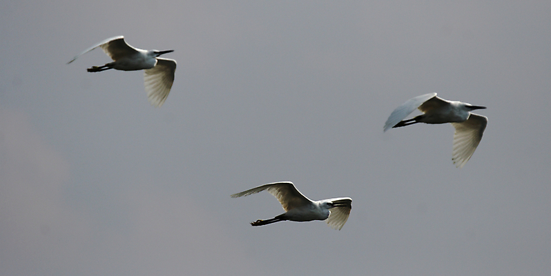 포토 JPG 해외이미지 동물 야생동물 날개 아프리카 자연 조류 3 사람없음 흰색 깃털 부리 계산서 보츠와나 해외202004 해외포토 나라 컬러 생태계 파일형식 이미지허브