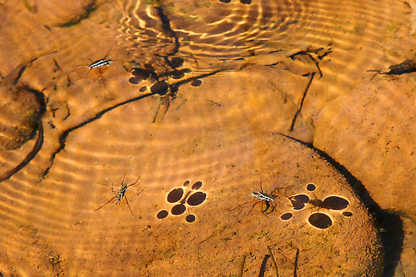 포토 JPG 해외이미지 곤충 목걸이 아침 사람없음 야외 젖음 물방울 잡기 실 닫기 벌레 떨어짐 이슬 위험 묘사 거미 내추럴 고립 깊이 오싹 해외202004 해외포토 주간 동물 컨셉 장신구 모션 파일형식 이미지허브