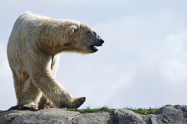 포토 JPG 해외이미지 동물 겨울 곰 포유류 털 동물원 어류 사람없음 물 파란색 얼음 젖음 추위 흰색 위험 북극 기아 알래스카 그린란드 해외202004 해외포토 자연요소 계절 컬러 섬 컨셉 덴마크 미국 수중동물 극지방 사회이슈 파일형식 이미지허브
