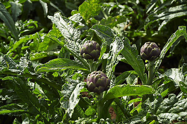 포토 JPG 해외이미지 식물 꽃 유럽 음식 백그라운드 잎 농업 다이어트 채소 재료 자연 건강 요리 사람없음 초록색 농장 지구본 정원 요리사 검은색 저녁식사 이탈리아 신선 시장 닫기 맛 먹이 지중해 먹기 성분 내추럴 고립 아티초크 채식주의자 해외202004 해외포토 직업 나라 산업 바다 컬러 컨셉 모션 식사 생태계 채식 파일형식 이미지허브