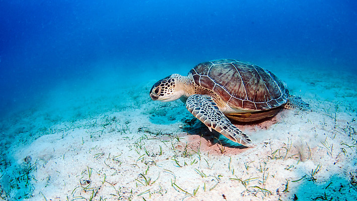 포토 JPG 해외이미지 동물 라이프스타일 야생동물 스포츠 바다 여행 백그라운드 자연 표면 휴가 어류 가면 사람 사람없음 물 파란색 햇빛 수중 수영 시간 스노클링 산호 거북이 아래 다이빙 암초 칠면조 깊이 해외202004 해외포토 자연요소 컬러 파충류 조류 생활 태양 수중동물 수상스포츠 자포동물 방향 생태계 위치 수중스포츠 파일형식 이미지허브