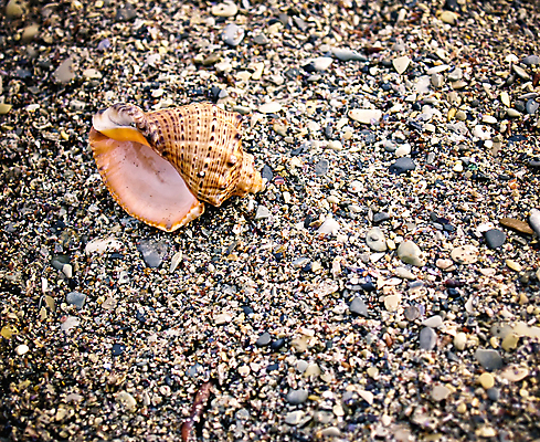 포토 JPG 해외이미지 바다 백그라운드 자연 벽지 조류 추상 조개 기술 사람없음 노란색 껍질 흰색 원형 소라 오브젝트 짠맛 해외202004 해외포토 도형 동물 컬러 무늬 어패류 맛 생태계 파일형식 이미지허브