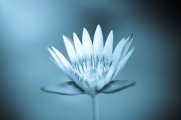 포토 JPG 해외이미지 식물 꽃잎 꽃 분홍색 백그라운드 꽃무늬 자연 휴식 미술 사람없음 초록색 물 봄 수확 벚꽃 흰색 연못 복고 내추럴 해외202004 해외포토 자연요소 계절 컬러 컨셉 무늬 농업 문화예술 생태계 파일형식 이미지허브