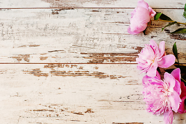 포토 JPG 해외이미지 식물 디자인 기념일 꽃잎 꽃 분홍색 꽃다발 결혼 백그라운드 꽃무늬 자연 벽지 결혼식 추상 프레임 발렌타인데이 선물 사랑 사람없음 목재 장식 우주 봄 공백 수확 벚꽃 흰색 시골 신선 신용카드 우아함 자주색 다발 옛날 작약 해외202004 해외포토 나무 계절 감정 컬러 컨셉 무늬 농업 재료 데이이벤트 이벤트 금융 생태계 파일형식 이미지허브