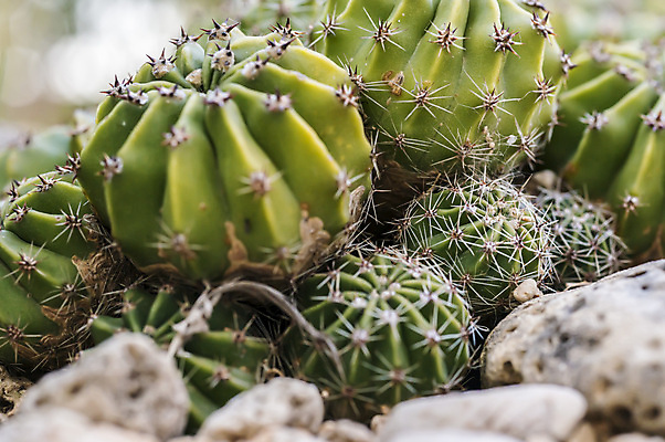 포토 JPG 해외이미지 식물 꽃 모래 백그라운드 자연 선인장 풍경 사람없음 장식 초록색 여름 정원 미국 사막 성장 내추럴 해외202004 해외포토 계절 컬러 북아메리카 생태계 파일형식 이미지허브
