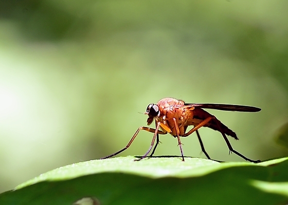 포토 JPG 해외이미지 동물 야생동물 곤충 자연 사람없음 야외 벌레 육식동물 해외202004 해외포토 생태계 파일형식 이미지허브