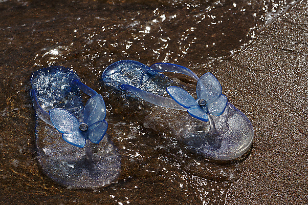 포토 JPG 해외이미지 커플 모래 바다 여행 나비 신발 2 휴가 휴식 사람없음 야외 가로 물 여름 파란색 맑음 젖음 수분 석판 해외202004 해외포토 자연요소 계절 컬러 곤충 컨셉 관계 날씨 파일형식 이미지허브