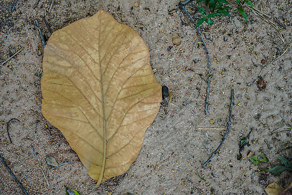 포토 JPG 해외이미지 나무 계절 공원 백그라운드 단풍 잎 패턴 자연 날씨 추상 바닥 건조 그림자 미술 잔디 사람없음 장식 햇빛 갈색 노란색 정원 가을 흰색 죽음 못 주름 변화 숲 11월 순수 오브젝트 질감 순환 낭비 10월 내추럴 고립 구김 뒤뜰 옛날 많음 해외202004 해외포토 식물 공공시설 컬러 컨셉 무늬 모션 문화예술 태양 공구 날짜 생태계 파일형식 이미지허브