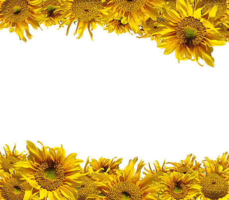 포토 JPG 해외이미지 식물 디자인 계절 꽃잎 꽃 줄기 백그라운드 꽃무늬 패턴 농업 자연 벽지 표면 추상 해바라기 프레임 미술 씨앗 사람없음 장식 여름 컬러풀 환경 정원 벚꽃 신선 개화 묘사 유기농 질감 서식 꽃가루 제비 내추럴 꽃수술 생태학 많음 해외202004 해외포토 웰빙 교육 산업 컬러 컨셉 무늬 조류 문화예술 가루 생태계 파일형식 이미지허브