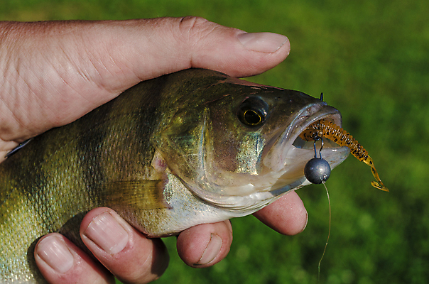 포토 JPG 해외이미지 동물 손 호수 스포츠 자연 아침 낚시 휴가 안내 어류 앉기 취미 사람없음 빨간색 물 여름 강 일출 검은색 일몰 줄무늬 가을 연못 잡기 고리 눈금 미끼 민물 베이스 실리콘 해외202004 해외포토 주간 자연요소 계절 컬러 무늬 모션 현악기 레저 신체부위 노을 수중동물 생태계 파일형식 이미지허브