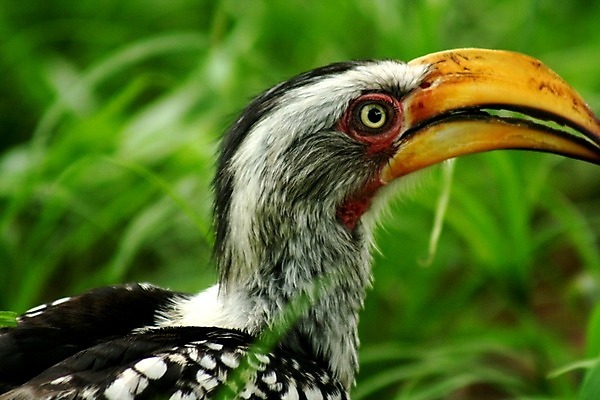 포토 JPG 해외이미지 동물 공원 선 아프리카 자연 코끼리 사람없음 초록색 물 검은색 폭포 흰색 목표 큼 얼룩말 남쪽 보츠와나 잠비아 필승 해외202004 해외포토 자연요소 공공시설 나라 컬러 컨셉 포유류 우승 말_동물 크기 방향 생태계 파일형식 이미지허브