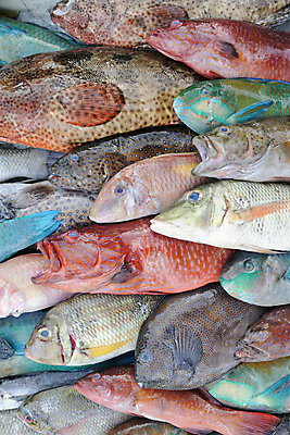 포토 JPG 해외이미지 음식 오렌지 어류 사람없음 빨간색 파란색 신선 시장 해산물 잉어 터키석 해외202004 해외포토 컬러 과일 수중동물 보석 파일형식 이미지허브