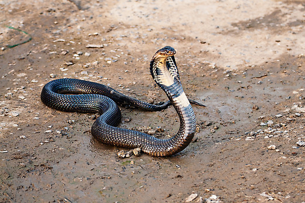 포토 JPG 해외이미지 동물 야생동물 해부 파충류 자연 종류 사람없음 야외 햇빛 환경 사진촬영 자유 흰색 뱀 눈금 암초 서식지 해외202004 해외포토 컬러 컨셉 의학 태양 촬영 생태계 파일형식 이미지허브