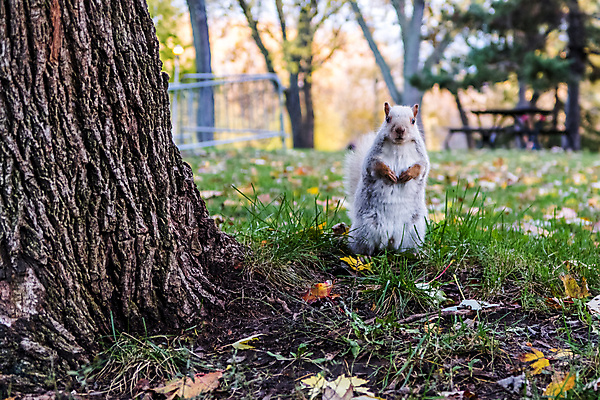 포토 JPG 해외이미지 나무 캐나다 사람없음 가을 다람쥐 몬트리올 해외202004 해외포토 식물 계절 북아메리카 설치류 파일형식 이미지허브
