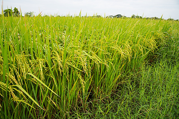 포토 JPG 해외이미지 식물 계절 아시아 음식 백그라운드 잎 밭 농업 자연 하늘 밥 동양인 풍경 사람없음 야외 초록색 파란색 농작물 농장 노란색 수확 흰색 시골 내추럴 숙성 해외202004 해외포토 나라 산업 컬러 인종 생태계 파일형식 이미지허브