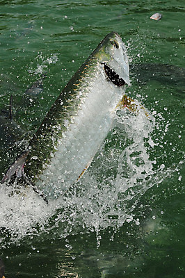 포토 JPG 해외이미지 낚시 어류 사람없음 물 대서양 플로리다 해외202004 해외포토 자연요소 바다 레저 미국 수중동물 파일형식 이미지허브