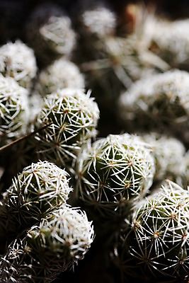 포토 JPG 해외이미지 식물 디자인 꽃 화초 백그라운드 컨셉 잎 자연 추상 선인장 미술 사람없음 장식 초록색 여름 파란색 컬러풀 유행 정원 성장 흰색 신선 가시 냄비 작음 수집 묘사 날카로움 펑키 내추럴 강렬 고립 파스텔톤 스타일 미니멀 해외202004 해외포토 계절 컬러 무늬 문화예술 솥 크기 생태계 파일형식 이미지허브