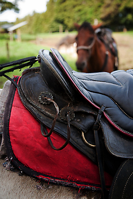 포토 JPG 해외이미지 동물 밧줄 포유류 사람없음 야외 목장 중앙아메리카 가죽 안장 서쪽 코스타리카 해외202004 해외포토 줄 아메리카 방향 파일형식 이미지허브