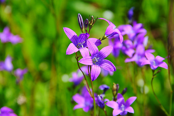 포토 JPG 해외이미지 식물 계절 꽃잎 꽃 백그라운드 잎 꽃무늬 밭 자연 추상 사람없음 초록색 여름 파란색 정원 보라색 봄 벚꽃 종 제비꽃 라일락 꽃수술 블루벨 캄파눌라 해외202004 해외포토 컬러 무늬 농업 생태계 파일형식 이미지허브