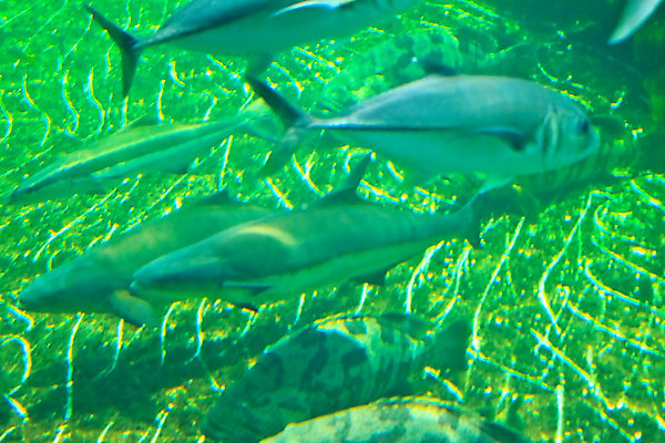 포토 JPG 해외이미지 동물 야생동물 바다 오렌지 자연 어류 사람없음 빨간색 물 파란색 컬러풀 노란색 수중 수영 줄무늬 광대 흰색 산호 작음 암초 수족관 아네모네 이국적 해외202004 해외포토 자연요소 꽃 컬러 무늬 과일 수중동물 수상스포츠 자포동물 크기 생태계 파일형식 이미지허브