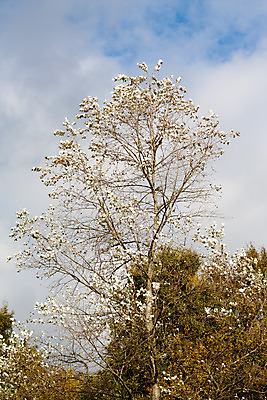 포토 JPG 해외이미지 나무 계절 공원 꽃 자연 영국 잉글랜드 사람없음 야외 목재 세로 초록색 파란색 노란색 가을 흰색 숲 해외202004 해외포토 식물 공공시설 유럽 컬러 재료 생태계 파일형식 이미지허브