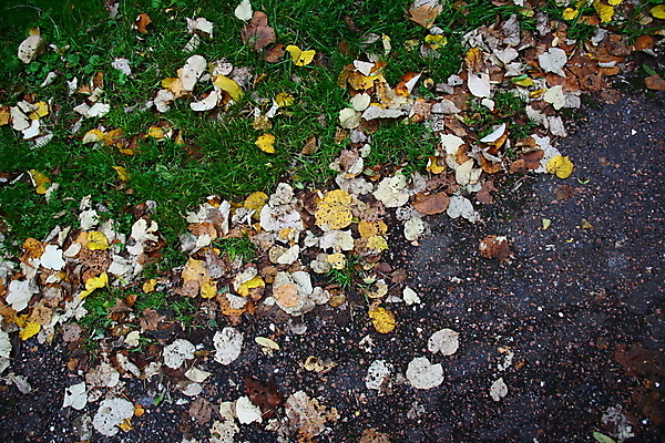 포토 JPG 해외이미지 식물 계절 도로 백그라운드 잎 패턴 자연 잔디 사람없음 야외 초록색 가을 떨어짐 아스팔트 질감 내추럴 방법 해외202004 해외포토 길 컬러 컨셉 무늬 교통시설 생태계 파일형식 이미지허브