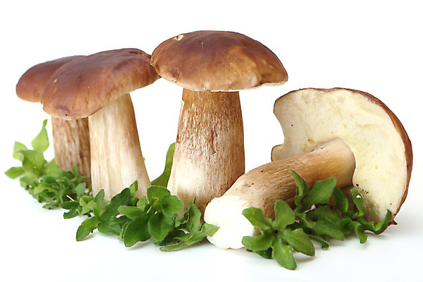 포토 JPG 해외이미지 식물 계절 음식 줄기 재료 자연 건강 사람없음 초록색 갈색 버섯 흙 가을 그룹 숲 작음 큼 날것 뿌리 그물버섯 숙성 식용 채식주의자 캡모자 해외202004 해외포토 모자_잡화 컬러 크기 생태계 채식 파일형식 이미지허브