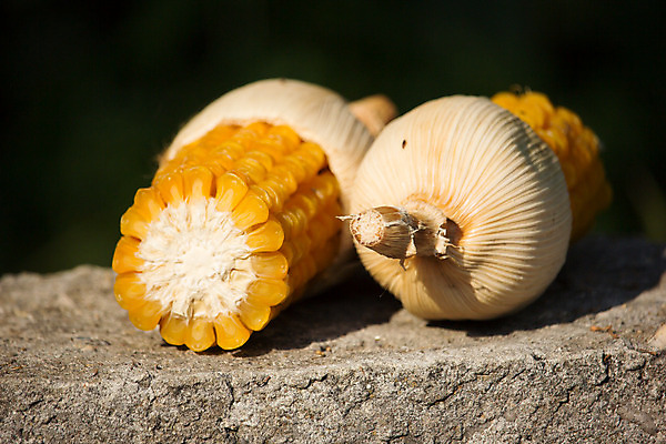 포토 JPG 해외이미지 식물 음식 백그라운드 밭 농업 채소 자연 건조 건강 옥수수 씨앗 사람없음 농작물 농장 노란색 수확 낟알 유기농 내추럴 해외202004 해외포토 웰빙 산업 컬러 곡류 생태계 파일형식 이미지허브
