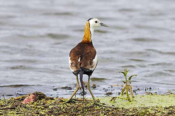 포토 JPG 해외이미지 나무 동물 여자 남자 아시아 얼굴 야생동물 백그라운드 날개 자연 조류 사람없음 야외 목재 가로 초록색 컬러풀 머리 환경 나뭇가지 막대기 닫기 숲 깃털 꼬리 부리 서식지 꿩 생태학 이국적 해외202004 해외포토 식물 교육 나라 컬러 재료 모션 사람 신체부위 생태계 파일형식 이미지허브
