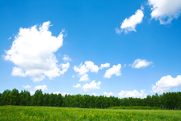 포토 JPG 해외이미지 주간 나무 식물 구름 계절 잎 밭 자연 벽지 하늘 날씨 파노라마 풍경 사람없음 야외 공중 초록색 여름 파란색 햇빛 환경 흰색 오픈 숲 땅 장면 지역 천국 스카이라인 내추럴 생태학 수평선 해외202004 해외포토 자연요소 교육 컬러 농업 촬영기법 태양 생태계 파일형식 이미지허브