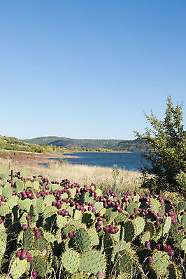 포토 JPG 해외이미지 자연 선인장 사람없음 빨간색 햇빛 새싹 맑음 프랑스 묘사 해외202004 해외포토 식물 유럽 컬러 날씨 태양 생태계 파일형식 이미지허브