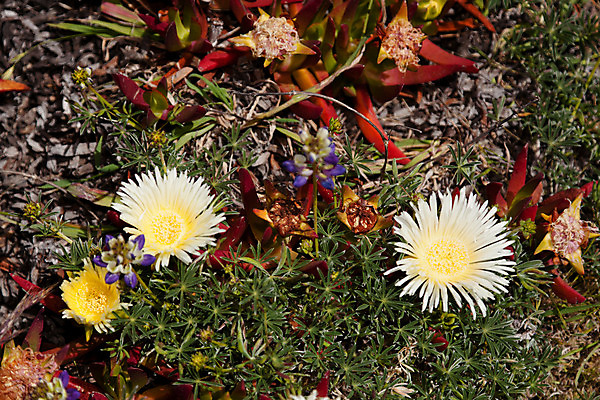 포토 JPG 해외이미지 식물 공원 꽃 잎 자연 풍경 사람없음 야외 초록색 컬러풀 노란색 정원 얼음 절벽 벚꽃 개화 캘리포니아 태평양 무화과 생태학 해외202004 해외포토 자연요소 공공시설 교육 바다 컬러 과일 미국 생태계 파일형식 이미지허브