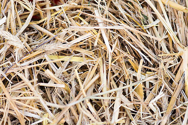 포토 JPG 해외이미지 식물 계절 산업 음식 백그라운드 패턴 밭 농업 자연 벽지 추상 건조 풍경 사람없음 야외 여름 농작물 농장 농경지 갈색 노란색 쌓기 수확 가을 시골 황금 건초더미 볏짚 먹이 낟알 땅 시리얼 밀 유기농 질감 장면 뭉치 밀짚 내추럴 외양간 밭일 해외202004 해외포토 웰빙 컬러 무늬 모션 곡류 건초 짚 생태계 파일형식 더미 이미지허브