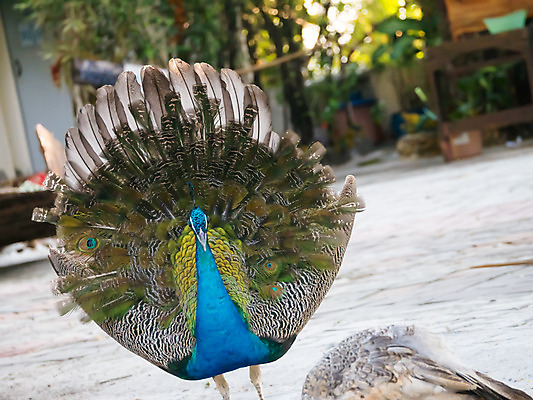 포토 JPG 해외이미지 디자인 여자 남자 유럽 야생동물 조류 왕관 동물원 사람없음 야외 장식 초록색 컬러풀 걷기 활발 도전 춤 우아함 공작 인도인 전시회 심볼 깃털 묘사 질감 꼬리 쇼 보여주기 내추럴 터키석 해외202004 해외포토 외국인 동물 나라 컬러 컨셉 모션 문화예술 사람 동양인 전시 보석 파일형식 이미지허브