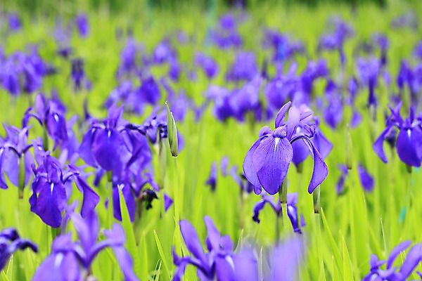 포토 JPG 해외이미지 식물 꽃잎 꽃 줄기 자연 사람없음 야외 보라색 벚꽃 신선 개화 허브 붓꽃 꽃수술 영원 해외202004 해외포토 컬러 생태계 파일형식 이미지허브