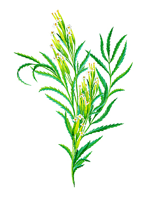 JPG 해외이미지 일러스트 사람없음 해외202004 매리골드 해외일러스트 꽃 파일형식 이미지허브