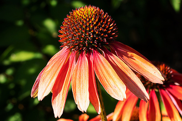 포토 JPG 해외이미지 식물 계절 꽃잎 꽃 꽃무늬 자연 사람없음 야외 여름 정원 성장 벚꽃 신선 개화 관목 원예 화단 내추럴 영원 해외202004 해외포토 나무 무늬 취미 생태계 파일형식 이미지허브