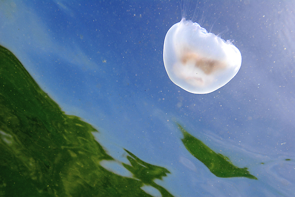 포토 JPG 해외이미지 바다 덴마크 사람없음 물 파란색 수중 해파리 소금물 해외202004 해외포토 자연요소 컬러 북유럽 자포동물 파일형식 이미지허브