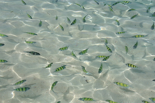 포토 JPG 해외이미지 아시아 모래 바다 섬 여행 학교 태국 자연 휴가 휴식 바닥 어류 풍경 사람없음 물 여름 파란색 햇빛 태양 노란색 침대 만 스노클링 암초 석호 동물상 안다만 이국적 잔물결 파라다이스 푸켓 해외202004 해외포토 자연요소 계절 교육 나라 물결 컬러 가구 컨셉 조형물 수중동물 수상스포츠 생태계 파일형식 이미지허브