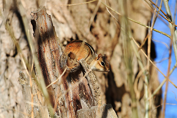 포토 JPG 해외이미지 나무 동물 공원 야생동물 포유류 자연 털 사람없음 갈색 줄무늬 견과류 설치류 작음 호기심 경보 수유 해외202004 해외포토 식물 공공시설 감정 컬러 컨셉 무늬 크기 생태계 파일형식 이미지허브