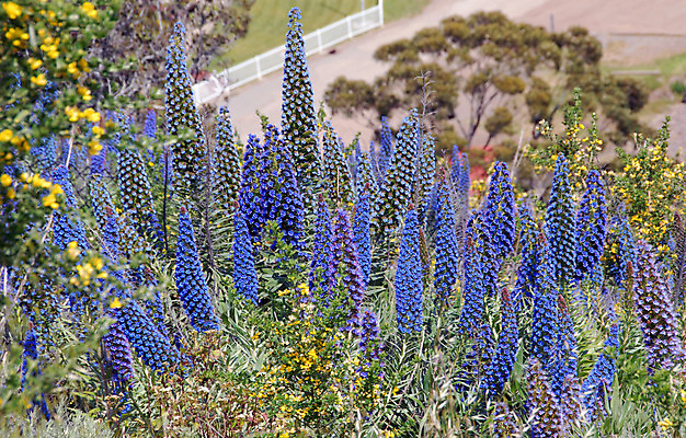포토 JPG 해외이미지 식물 꽃 자연 사람없음 파란색 정원 봄 원예 해외202004 해외포토 계절 컬러 취미 생태계 파일형식 이미지허브