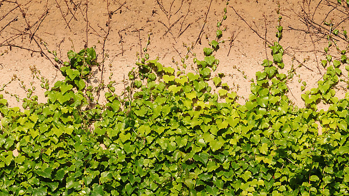 포토 JPG 해외이미지 식물 계절 공원 길 벽 백그라운드 잎 자연 지붕 주택 독일 따뜻함 사람없음 초록색 여름 성장 시골 숲 버리기 나무껍질 아이비 유지 해외202004 해외포토 나무 공공시설 유럽 컬러 모션 건물 껍질 생태계 파일형식 이미지허브