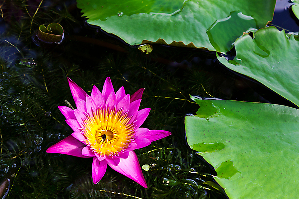 포토 JPG 해외이미지 식물 1 꽃잎 꽃 분홍색 백그라운드 잎 연꽃 사람없음 야외 장식 초록색 물 우주 벚꽃 연못 신선 우아함 싱글 해외202004 해외포토 자연요소 컬러 컨셉 파일형식 이미지허브