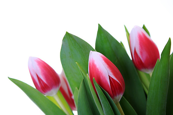 포토 JPG 해외이미지 식물 계절 공원 꽃잎 꽃 분홍색 꽃다발 백그라운드 잎 꽃무늬 자연 휴가 발렌타인데이 사람없음 장식 빨간색 초록색 컬러풀 정원 보라색 봄 튤립 벚꽃 흰색 축하 신선 신용카드 자르기 배열 허브 싱글 흰배경 내추럴 고립 우수 해외202004 해외포토 공공시설 컬러 컨셉 무늬 모션 데이이벤트 금융 절기 생태계 파일형식 이미지허브