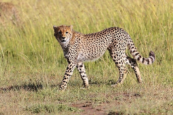 포토 JPG 해외이미지 동물 공원 야생동물 새끼 여행 백그라운드 2 포유류 가족 아프리카 자연 털 사람없음 고양이 황무지 보호 사파리 육식동물 멸종 케냐 치타 내추럴 마사이족 세렝게티 전국 탄자니아 포식 해외202004 해외포토 공공시설 나라 컨셉 관계 반려동물 생태계 파일형식 이미지허브
