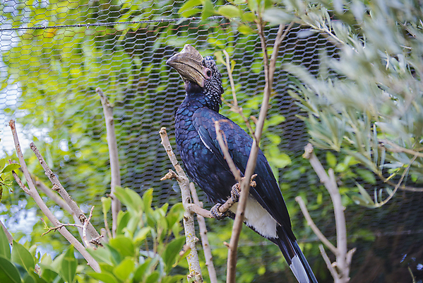 포토 JPG 해외이미지 동물 야생동물 날개 아프리카 자연 조류 뿔 풍경 성인 사람없음 검은색 어둠 나뭇가지 둥지 은색 큼 깃털 선사시대 옛날 이국적 특별함 해외202004 해외포토 나무 나라 컬러 컨셉 사람 역사 크기 생태계 파일형식 이미지허브
