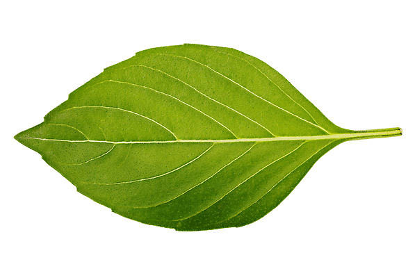 포토 JPG 해외이미지 식물 1 음식 잎 농업 재료 건강 요리 사람없음 초록색 정원 샐러드 성장 흰색 신선 맛 허브 향신료 싱글 날것 아로마 향료 향 바질 내추럴 고립 채식주의자 해외202004 해외포토 산업 컬러 컨셉 채식 향기 냄새 향미료 파일형식 이미지허브